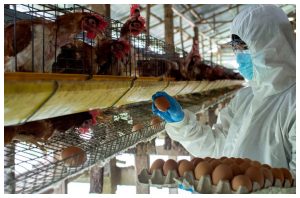 Ministério da Agricultura Atualiza Dados: 80 Aves Silvestres Já Atingidas por Gripe Aviária