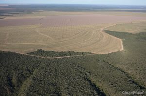 Como o Desmatamento no Cerrado Pode Secar Nossas Torneiras