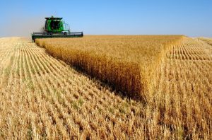Em 2022, safra agrícola bate marco histórico com R$ 830,1 bilhões, conforme IBGE