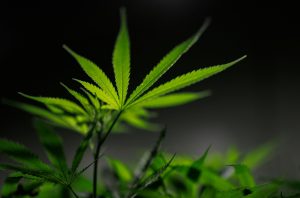 Novo Status de Cannabis nos EUA Eleva Ações: Vale a Pena Investir Agora?