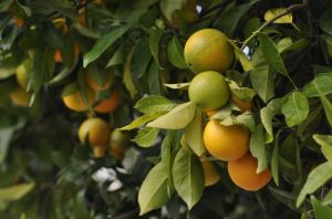 Safras brasileiras em risco: greening avança e eleva custos da vitamina C