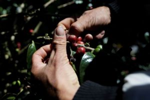 Produção de café da Colômbia aumenta 1,8% em setembro, diz federação