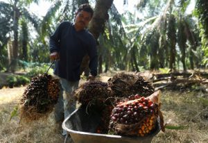 Importações de óleo vegetal pela Índia devem cair 6% em 2023-24, prevê corretora