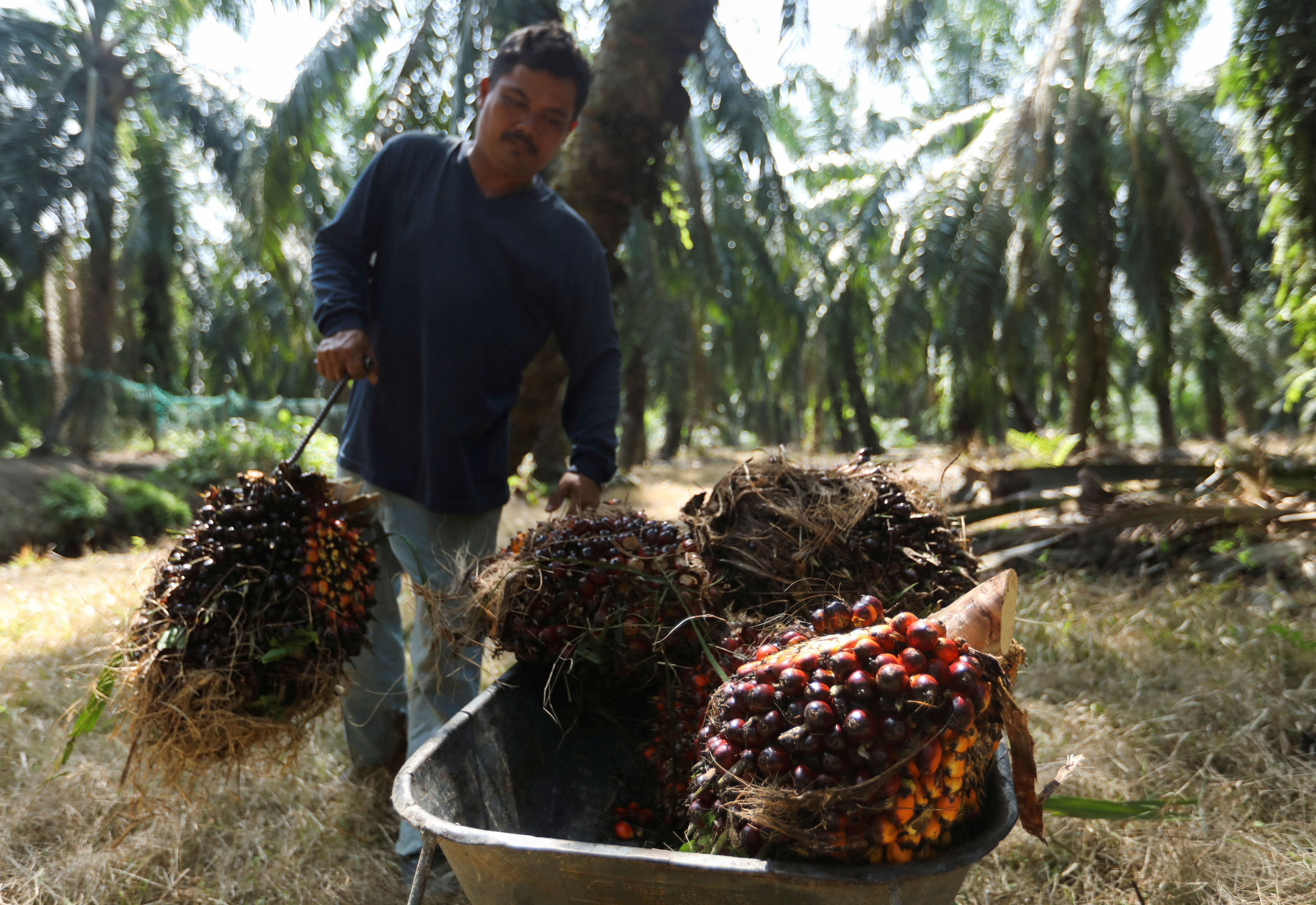 Importações de óleo vegetal pela Índia devem cair 6% em 2023-24, prevê corretora