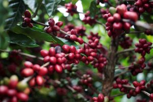 Café Arábica cai para menor nível em 9 meses; açúcar bruto sobe 2%