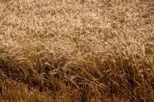 USDA eleva previsão para colheita de trigo; futuros caem à mínima de 3 anos