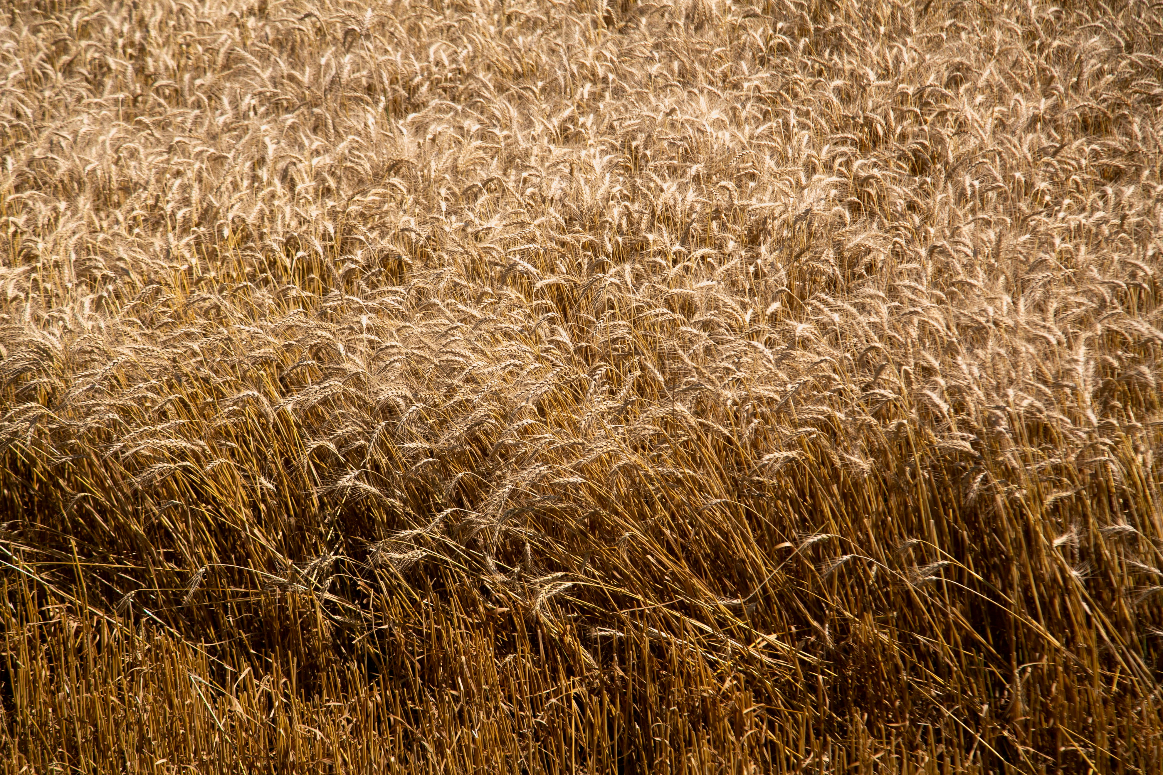 USDA eleva previsão para colheita de trigo; futuros caem à mínima de 3 anos