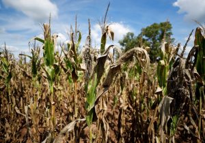 Preços de Milho, soja e trigo caem com impacto de chuvas na América do Sul