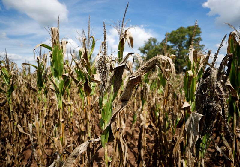 Preços de Milho, soja e trigo caem com impacto de chuvas na América do Sul