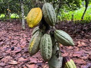 Cacau atinge nova máxima recorde com escassez de oferta