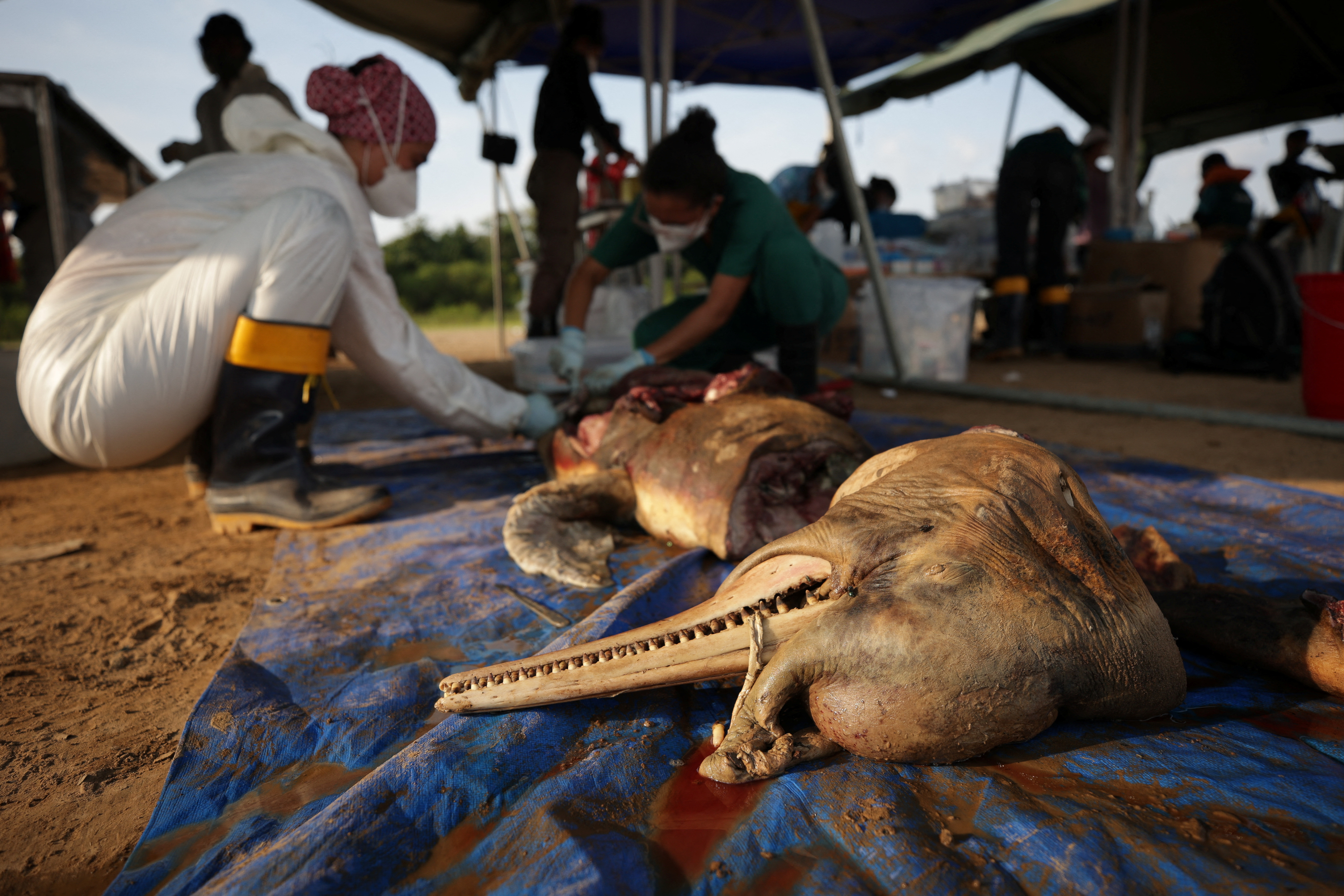 Morte em massa de botos da Amazônia é ligada a seca e calor