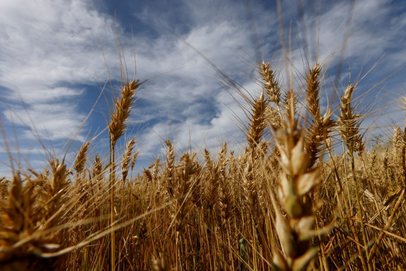 Clima desfavorável afasta chance de safra recorde de trigo no Brasil, diz StoneX