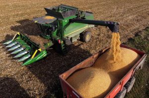 Colheita abundante de milho nos EUA derruba preços e aponta excedente global