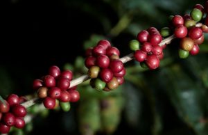 Em alta, exportação de café do Brasil já soma 2 mi sacas no mês, aponta Secex