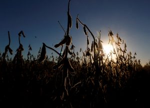 EXCLUSIVO-Esmagadores de soja da Argentina enfrentam “desastre” com escassez de grãos, diz câmara
