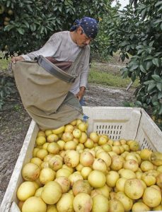 Preço do suco de laranja tem máxima todos os tempos por perspectivas sombrias de produção