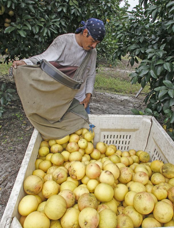 Preço do suco de laranja tem máxima todos os tempos por perspectivas sombrias de produção