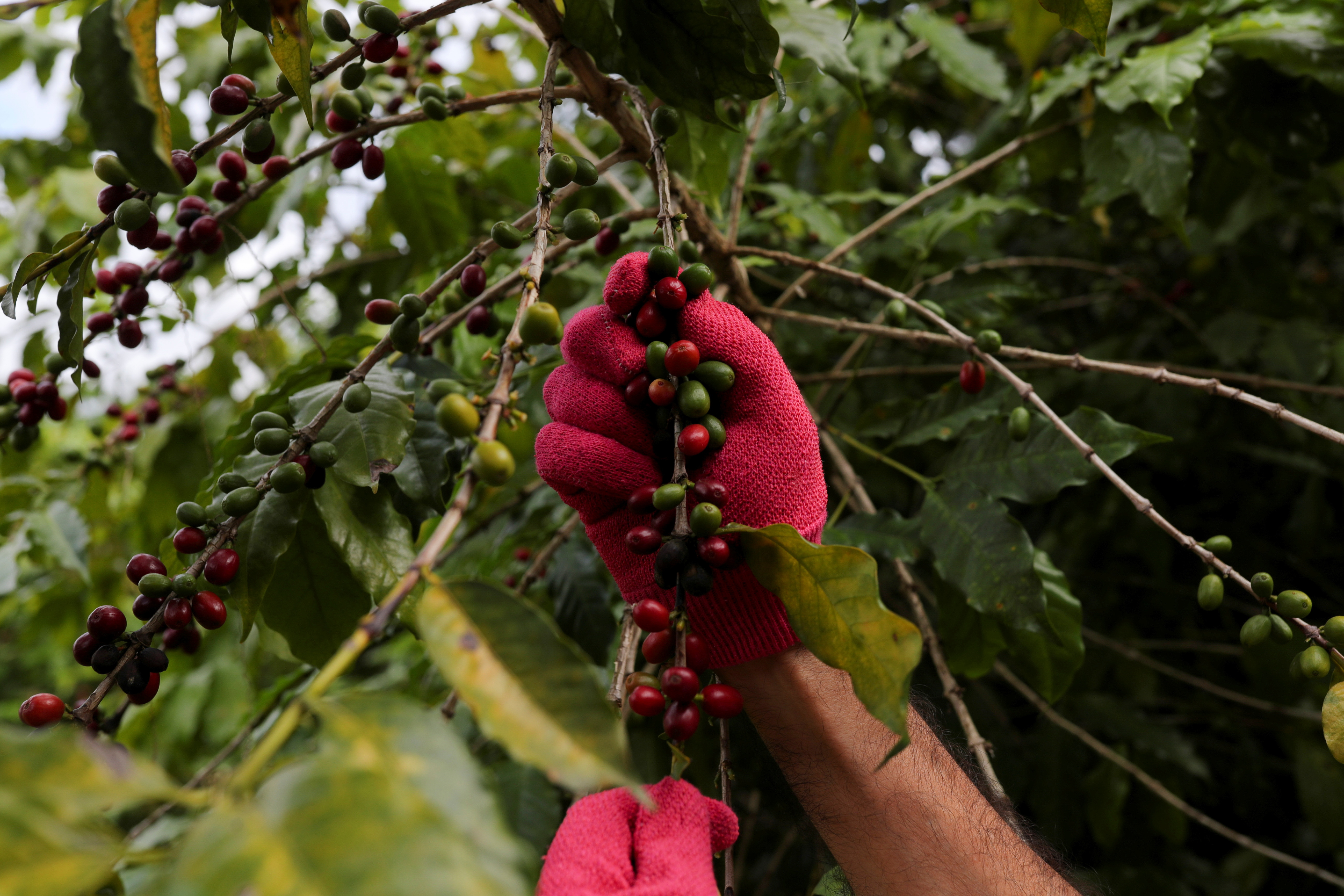 Café arábica recua com chuvas no Brasil; açúcar bruto toca mínima em 1 mês