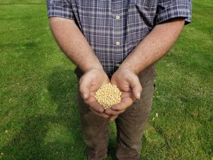 Soja e farelo de soja sobem com demanda pela produção dos EUA; trigo cai