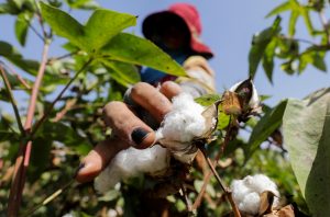 USDA faz ampla revisão de números e projeções para produção de algodão do Brasil