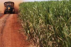 Datagro projeta recorde de produção de açúcar do centro-sul em 2024/25