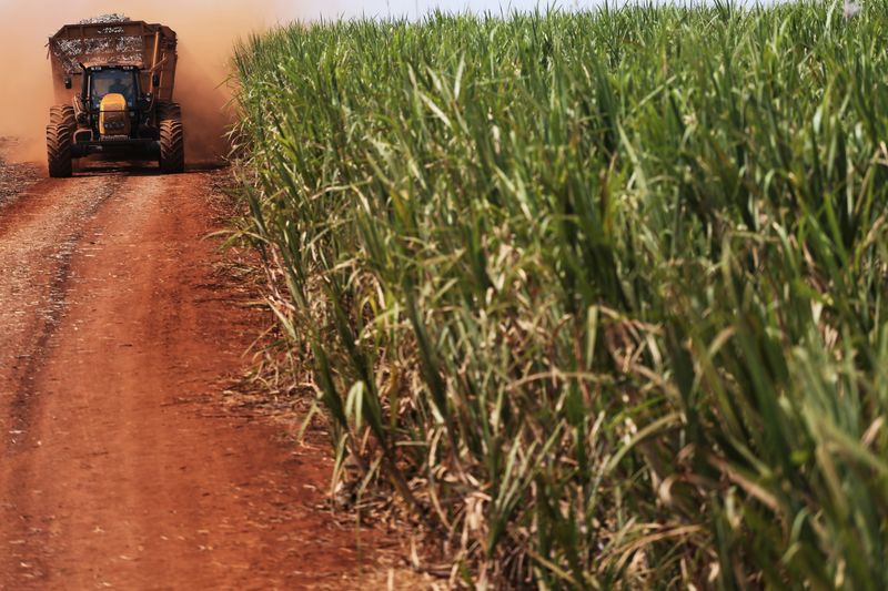 Datagro projeta recorde de produção de açúcar do centro-sul em 2024/25
