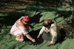 Produtores ibéricos de azeite de oliva atraem investidores com alta dos preços