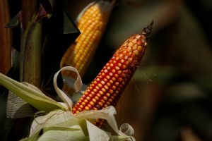 Safras reduz previsão de safra de milho do Brasil 2023/24 para 135,7 mi t