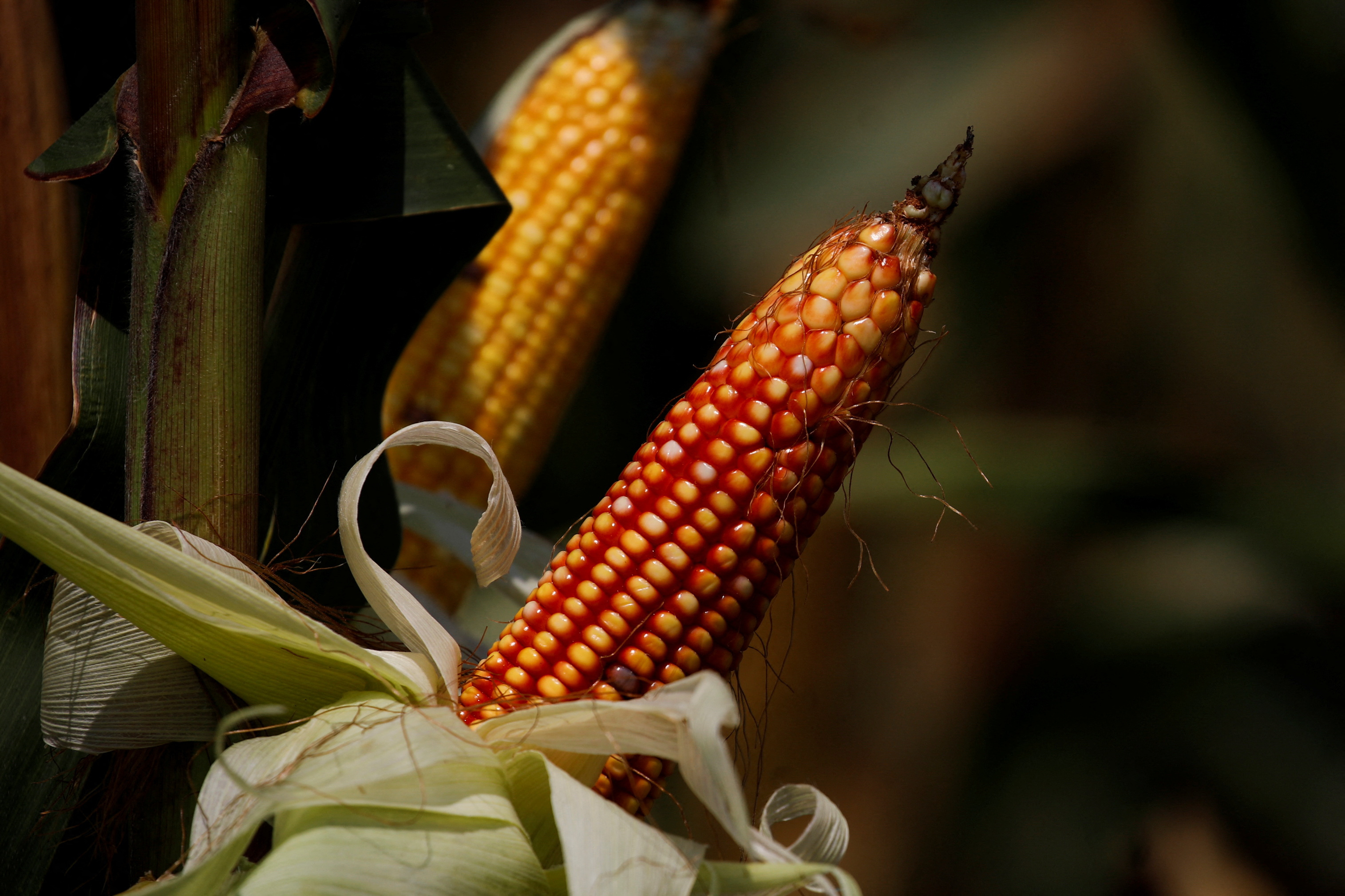 Safras reduz previsão de safra de milho do Brasil 2023/24 para 135,7 mi t