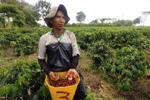 Futuros do café arábica saltam 5% com aperto na oferta