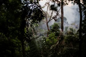 BNDES formaliza doações dos EUA e da Suíça ao Fundo Amazônia