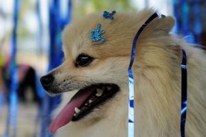 Grupo Boticário entra no mercado para cães e gatos com AuMigos Pets