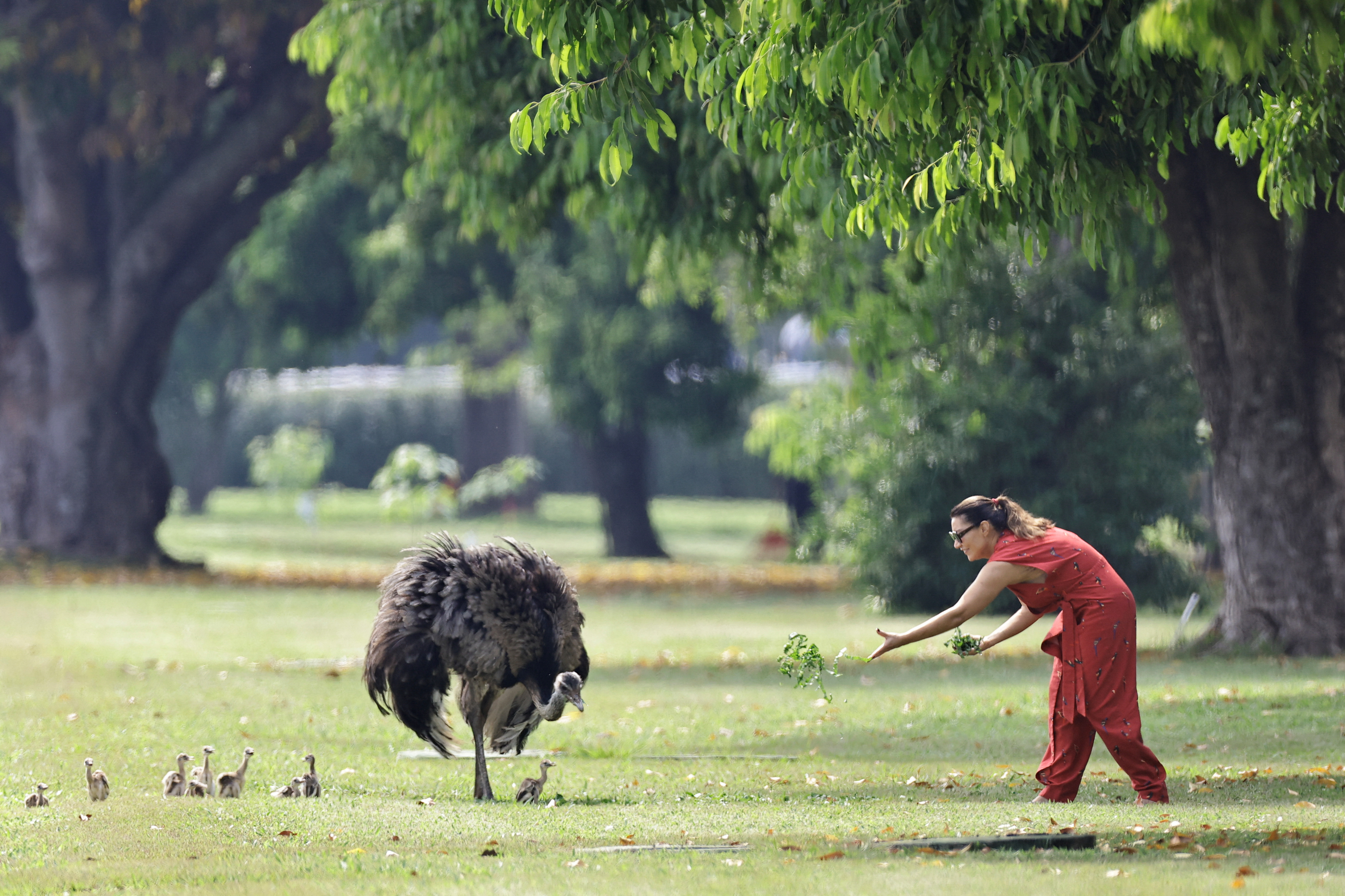Emas do Alvorada têm primeira ninhada do ano e recebem visita da primeira-dama
