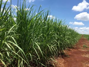 Unica publicará dados da 2ª metade de setembro; analistas esperam alta na produção