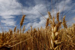 Chuvas elevam safra de trigo da Austrália em milhões de toneladas, dizem analistas