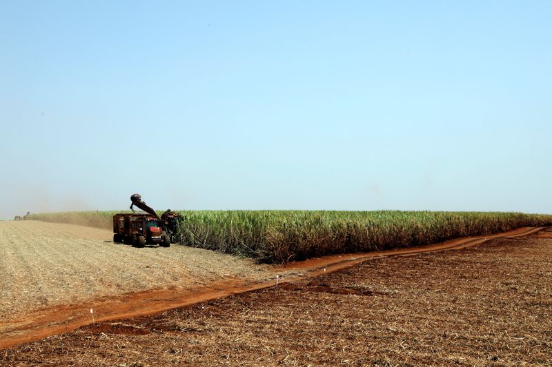 Usinas brasileiras prolongarão moagem de cana 23/24 para lidar com safra recorde