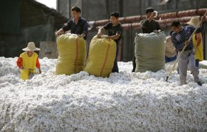 Produção de algodão da Índia pode cair 7,5% por menor plantio, diz órgão comercial