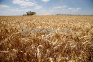 Brasil anuncia R$400 mi para apoiar venda de trigo diante de preço abaixo do mínimo