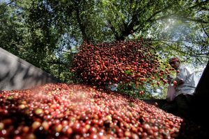 Café atinge máxima de mais de 6 semanas em NY com queda de estoques