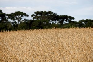 Milho cai para mínima de sete semanas; trigo e soja sobem