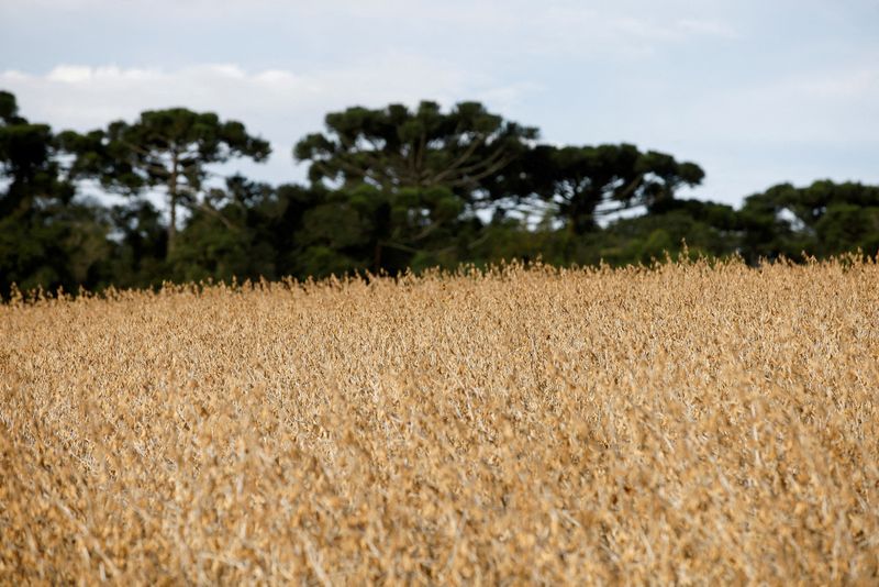 Milho cai para mínima de sete semanas; trigo e soja sobem
