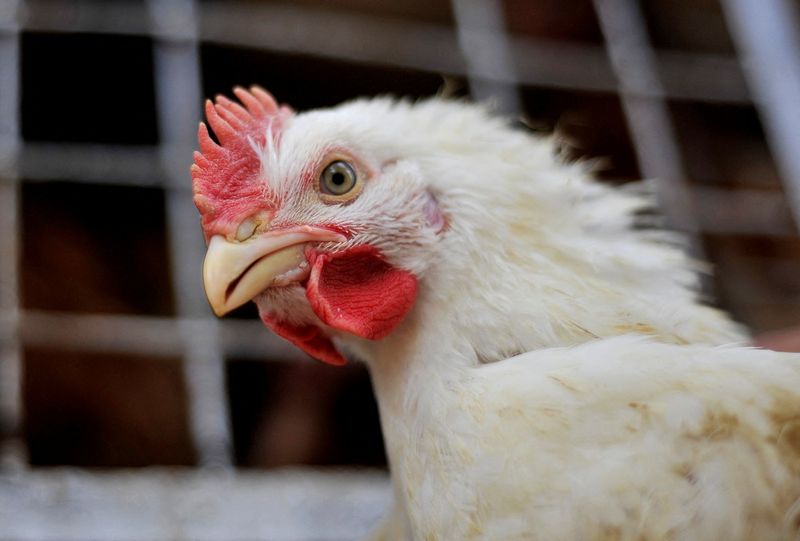 Brasil vê recorde na exportação de frango enquanto gripe aviária afeta concorrentes