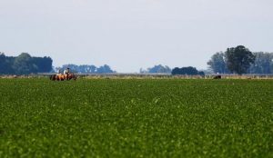 Atraso na safra do Brasil afasta “teto” da soja e reduz área de milho 2ª, diz analista