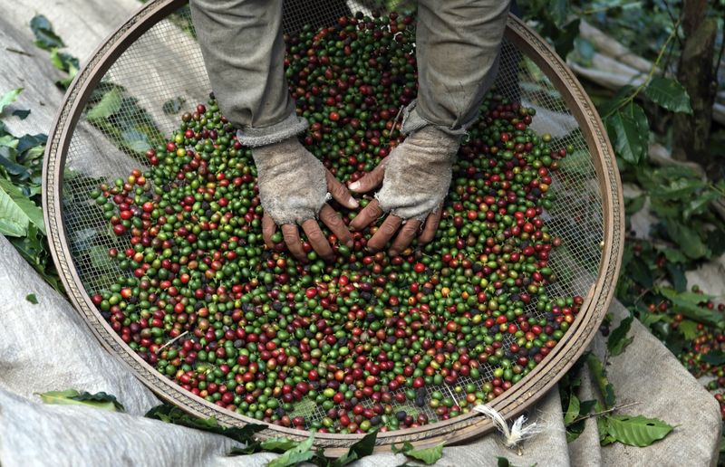 Preços do café arábica caem mais de 4%; açúcar sobe
