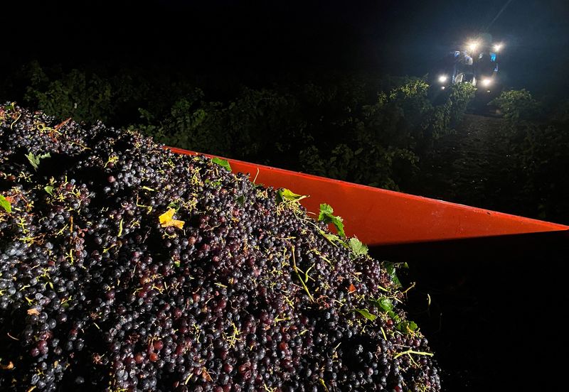 Produção mundial de vinho cairá para nível mais baixo em 60 anos