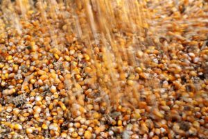 Futuros de grãos e soja em Chicago caem após previsões do USDA