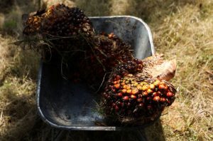 Mercado global de óleo vegetal pode ter déficit em 2024, prevê analista