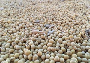 AgResource reduz estimativas para safras de soja e milho do Brasil