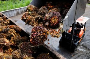Oferta de óleo de palma deverá ser reduzida em 2024, enquanto biodiesel impulsionará demanda