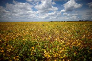 Mortes por câncer infantil no Brasil foram relacionadas ao cultivo de soja, aponta estudo